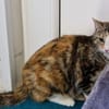 Cherie