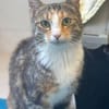Cherie