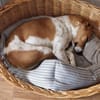 Polly - Hündin mit großem Herz