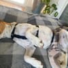 Polly - Hündin mit großem Herz