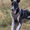 Milano  eleganter Windhund-Mix