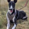 Milano  eleganter Windhund-Mix