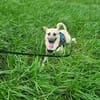 Lea, Dein zukünftiger Seelenhund🐾