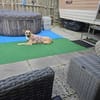 Lea, Dein zukünftiger Seelenhund🐾