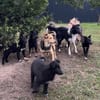 Keiko ein sehr freundlicher Rüde