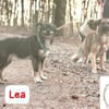 Lea - süße Schmuserin sucht Führung