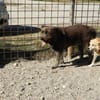 Lobo, gutmütiger Hund sucht Zuhause
