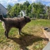 Lobo, gutmütiger Hund sucht Zuhause
