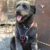 Lobo, gutmütiger Hund sucht Zuhause