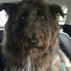 Lobo, gutmütiger Hund sucht Zuhause