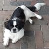 Barney in 47551 Bedburg-Hau #