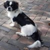 Barney in 47551 Bedburg-Hau #