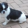 Barney in 47551 Bedburg-Hau #