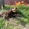 Die süße Bambi