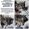 Kitten suchen ihr Zuhause