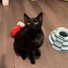 XENA