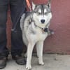ALENKO