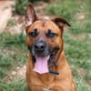 Tyson
