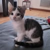 ARYA
