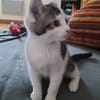 ARYA