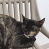 Schüchternes Schildpattmädchen Berta