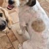 Otto - netter Familienhund sucht Zuhause