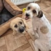 Otto - netter Familienhund sucht Zuhause