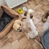 Otto - netter Familienhund sucht Zuhause