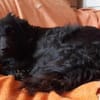 Lieber Prince