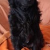 Lieber Prince