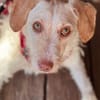 Traumhund für Geduldige