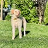 Traumhund für Geduldige