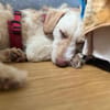 Traumhund für Geduldige