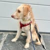 Traumhund für Geduldige