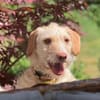 Traumhund für Geduldige