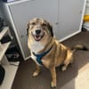 Rüde Shadow sucht Herzensmenschen