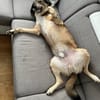 Rüde Shadow sucht Herzensmenschen