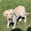 Kleine Iris sucht ein für Immer Zuhause