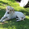 Kleine Iris sucht ein für Immer Zuhause