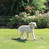 Kleine Iris sucht ein für Immer Zuhause