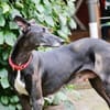 Primavera - Labrador unter den Galgos