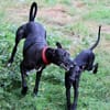 Primavera - Labrador unter den Galgos