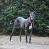 Primavera - Labrador unter den Galgos