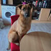 WILLOW - lebensfroh und aktiv