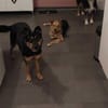 MIRI * unkomplizierte Familienhündin