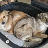 verkuschelte Lupita sucht Zuhause