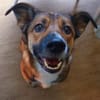 Athos sucht liebe Menschen