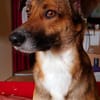 Athos sucht liebe Menschen