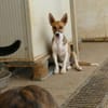 Ira sucht ein liebevolles Zuhause