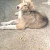 Antonia  Spinone Italiano Mix